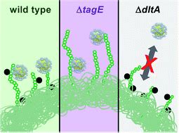 Wall teichoic acids govern cationic gold nanoparticle interaction with ...