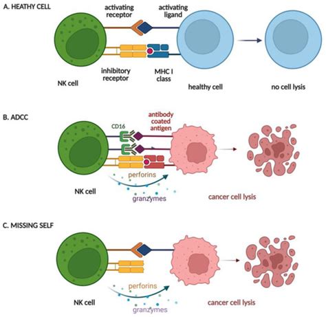 Cancers | Free Full-Text | CAR-NK as a Rapidly Developed and Efficient ...