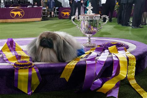 Prime Peke! Wasabi the Pekingese wins Westminster dog show