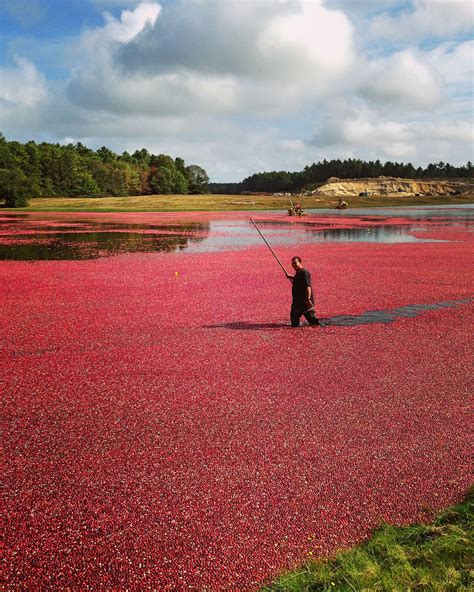 LaBelle's General Store: Cape Cod Cranberry Harvest