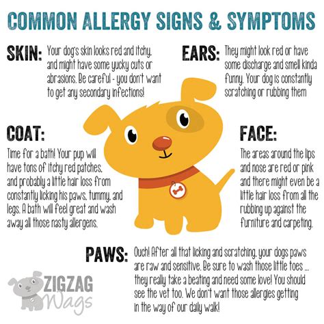 Dog Allergies are the WORST!