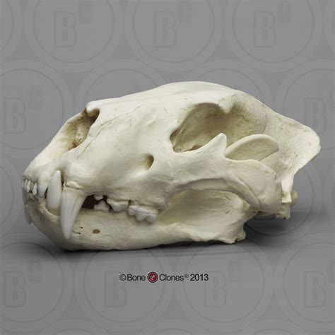 American Lion Skull Antique Finish - Bone Clones - Osteological ...