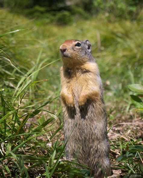 Ground Squirrel | Glacier National Park, Montana | Mountain Photography ...