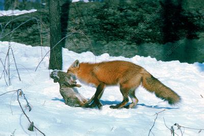 Red Fox with rabbit prey - Stock Image - Z932/0383 - Science Photo Library