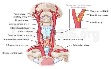 Superficial structures of the neck: Anterior triangle | Osmosis