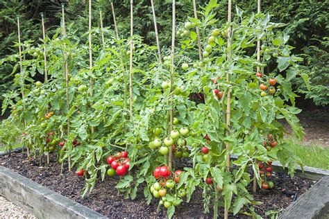 How to Stake Tomato Plants - Farm Flavor