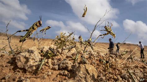 New swarms of desert locusts pose a threat to farmlands - Saafi Films ...