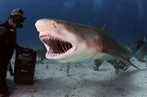 Gallery Of The Ocean’s Most Unusual Fish - We Love Sharks!