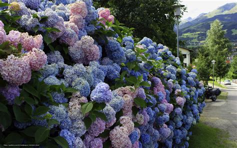 Hydrangea Desktop Wallpaper Free - WallpaperSafari