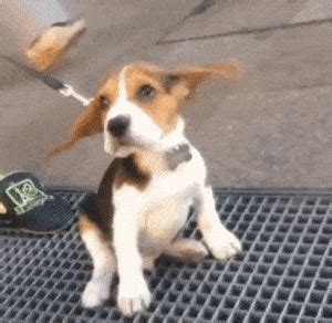 GIF ears take dogs - animated GIF on GIFER