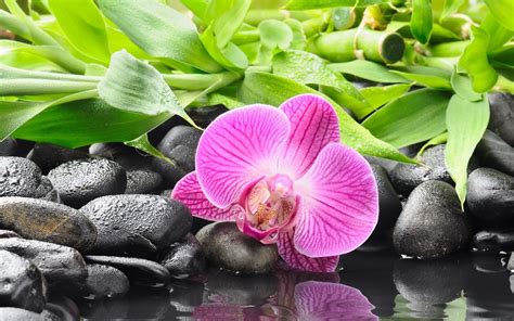 Spa Orchids Wallpapers - Top Free Spa Orchids Backgrounds - WallpaperAccess