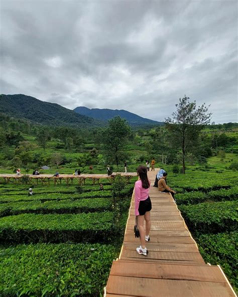 Tea Bridge Gunung Mas Puncak Lokasi Harga Tiket Terbaru - Wisata Milenial