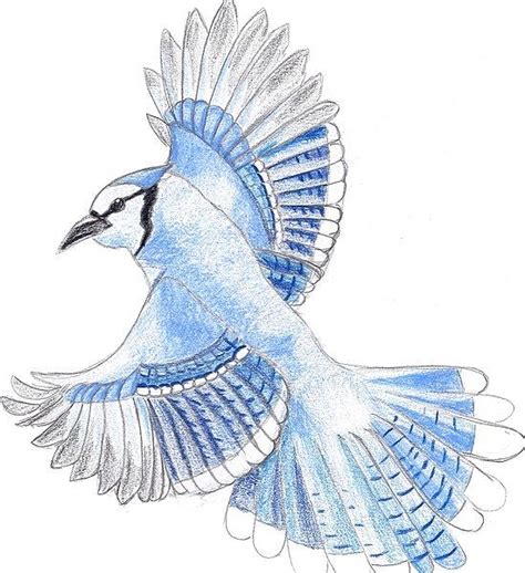 Blue Jay Bird Drawing at GetDrawings | Free download