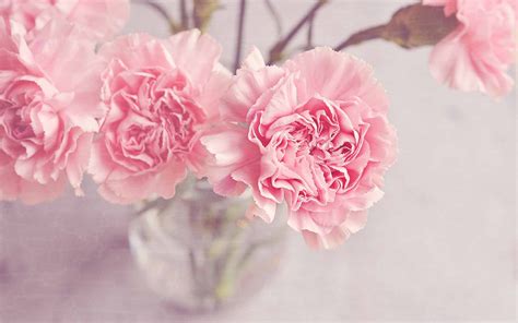 Pink Carnation Wallpapers - Wallpaper Cave