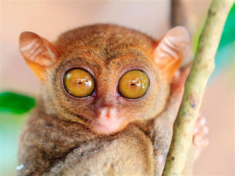 Meet Ћ Philippine Tarsier 80–160 g (2.8–5.6 oz) it's neck allows its ...