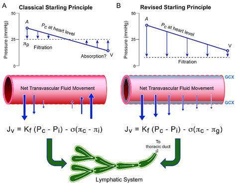 The revised Starling principle. A-The classical Starling principle ...