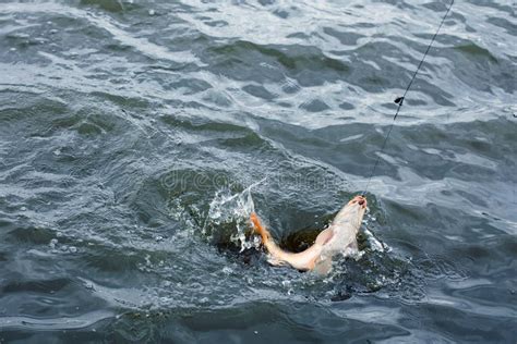 The hooked fish on a hook. stock image. Image of leisure - 79259335