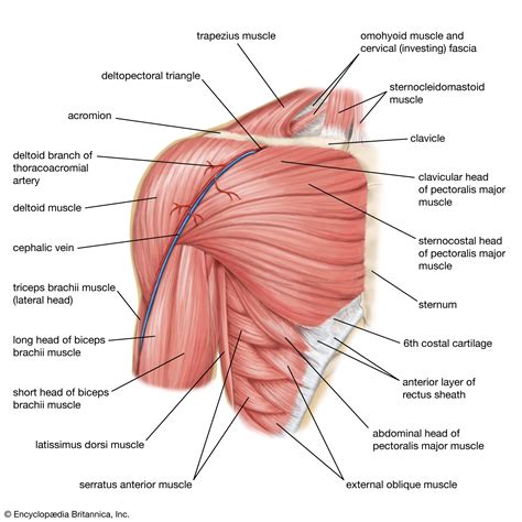 Shoulder Joint Muscles