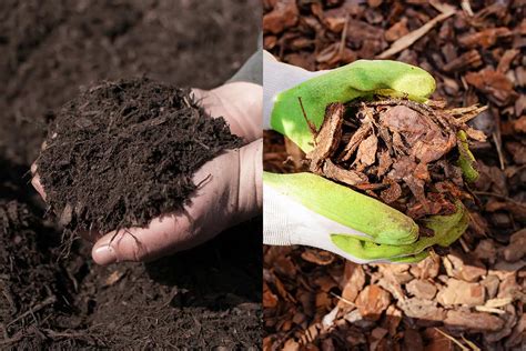 Black Mulch Vs. Brown Mulch Pros & Cons: Which Is Better?