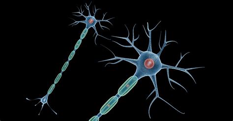 Neuron Cell 3d model