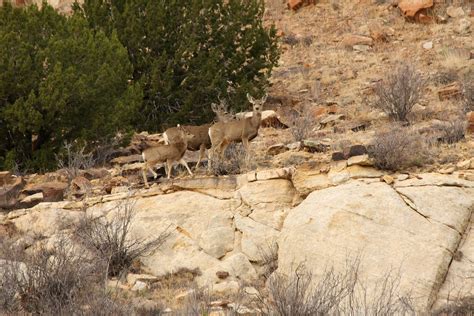 Black Mesa Oklahoma Wildlife | While traveling around the Bl… | Flickr