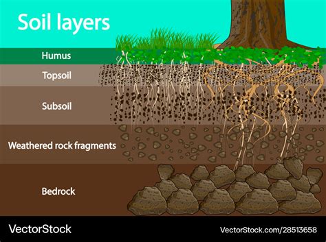 Soil layers Royalty Free Vector Image - VectorStock