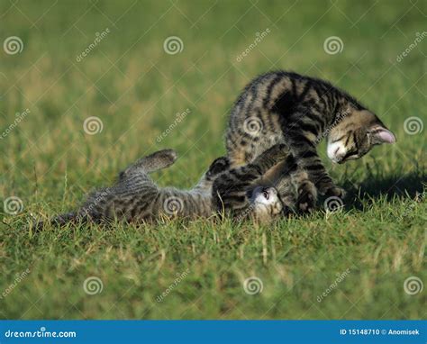 Kittens in the fight stock photo. Image of animal, wildlife - 15148710