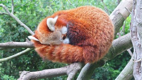 Sleeping Red Panda : redpandas