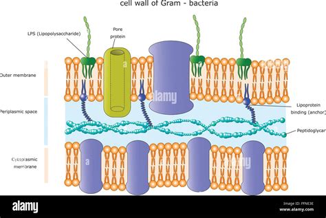 Gram Negative Bacterial Cell Wall Diagram