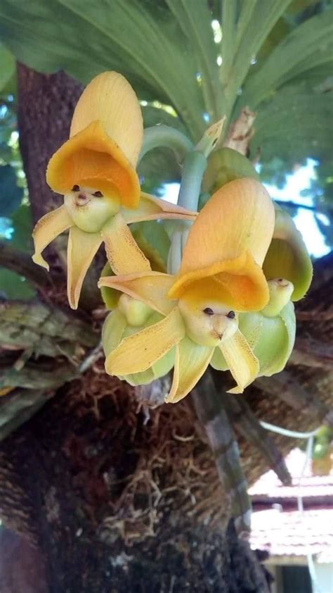 Catasetum "Epiphytic Orchids" | Strange flowers, Unusual flowers ...