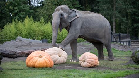 Oregon Zoo elephants smash massive pumpkins at annual 'Squishing of the ...