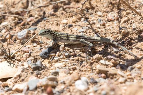 Whiptail Lizard - A-Z Animals