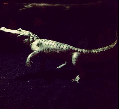 Albino Gator at the South Carolina Aquarium : r/RealLifeShinies