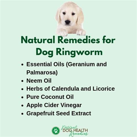 How To Treat Ringworm In Dogs At Home - HOMEPAF