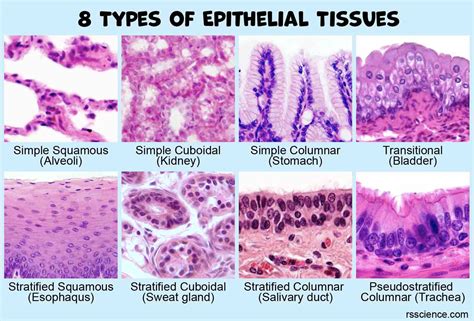 Epithelial Tissue With Labeled Squamous Cuboidal And Columnar Examples ...