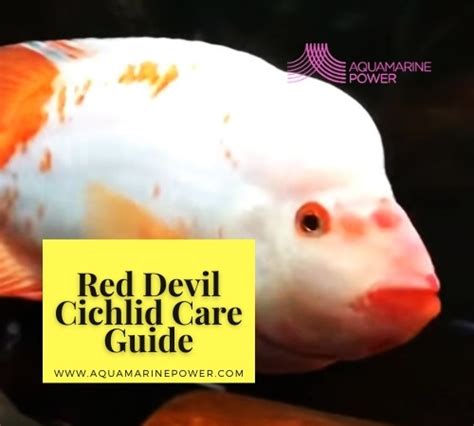 Red Devil Cichlid 101: Best Detailed Care Guide | 2024