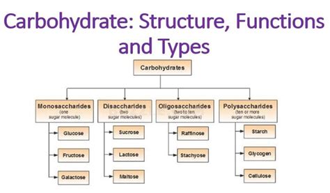 Carbohydrate: Structure, Functions and Types