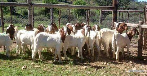 Boer Goats and Kalahari Red Goats | Livestock / Poultry for sale in Witbank, Mpumalanga ...