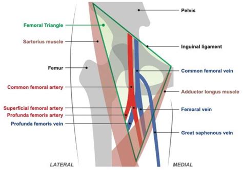 Femoral Artery And Vein