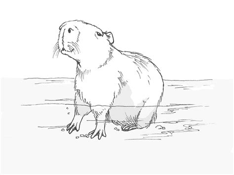 Capybara by Jeanette Mercado on Dribbble