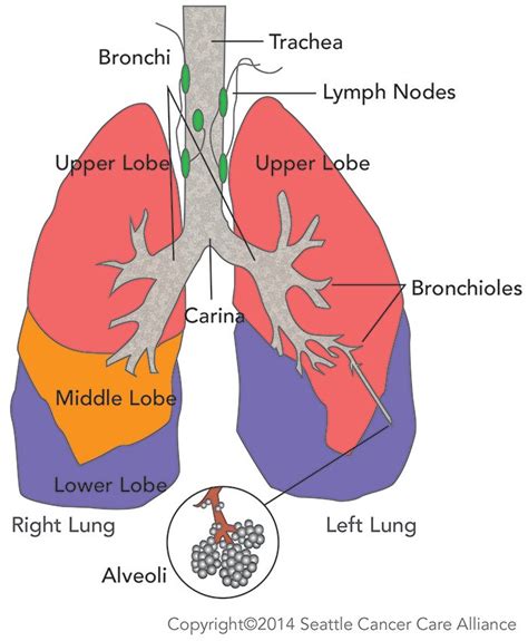 Sections of the Lungs | Seattle Cancer Care Alliance