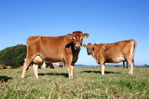 The Jersey Cow: Milk Production for the Small Homestead - Countryside