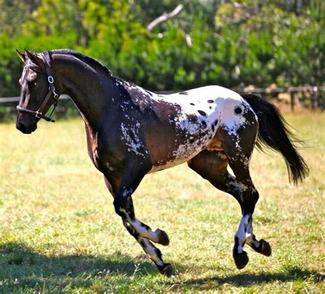 Tiger horse | Horse breeds, Horses, Pretty horses