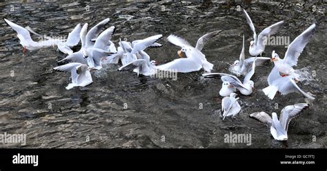 Wildlife in St James Park Stock Photo - Alamy