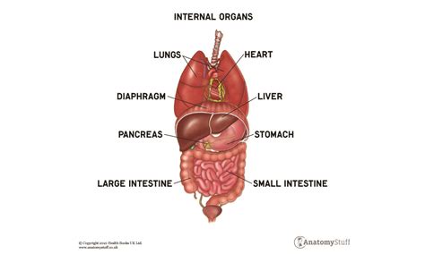 Un giorno Viscoso oblungo human body images of organs ebreo Pace della ...