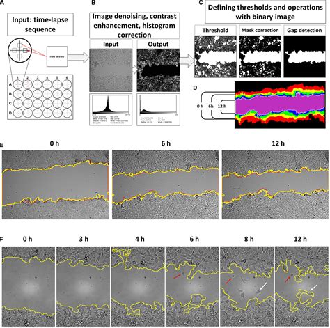 Frontiers | The Frequent Sampling of Wound Scratch Assay Reveals the ...