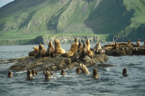 Steller Sea Lion | Bosque de los Padres