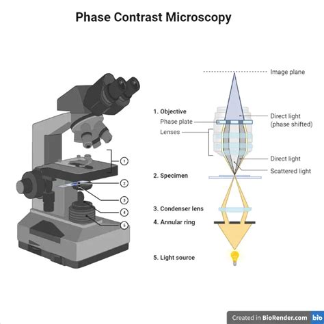 Phase Contrast Microscope: Principle, Types and Applications • Microbe ...