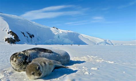 The Antarctic Sun: News about Antarctica - Weighing Seals Without Scales