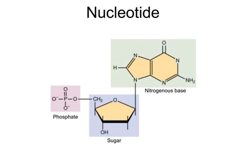 What Is The Genetic Makeup Of A Nucleotide - Mugeek Vidalondon